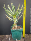 Aloe Dichotoma, Quiver Tree, organically grown succulent South African plants for sale at TOMs FLOWer CLUB.