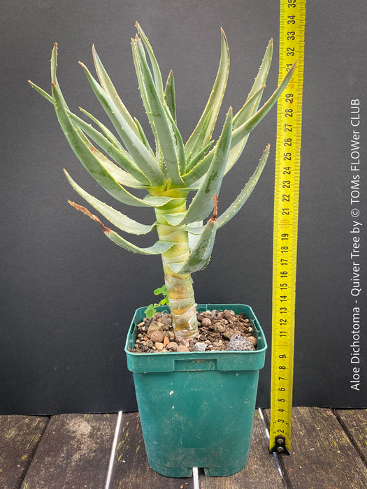 Aloe Dichotoma, Quiver Tree, organically grown succulent South African plants for sale at TOMs FLOWer CLUB.