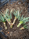 Plant head cuttings of Aloe Dichotoma, Quiver Tree, organically grown succulent South African plants for sale at TOMs FLOWer CLUB.