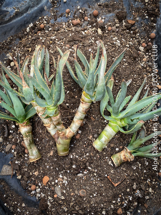Plant head cuttings of Aloe Dichotoma, Quiver Tree, organically grown succulent South African plants for sale at TOMs FLOWer CLUB.