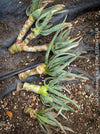 Cuttings of Aloe Dichotoma for organic propagation, Quiver Tree, organically grown succulent South African plants for sale at TOMs FLOWer CLUB.
