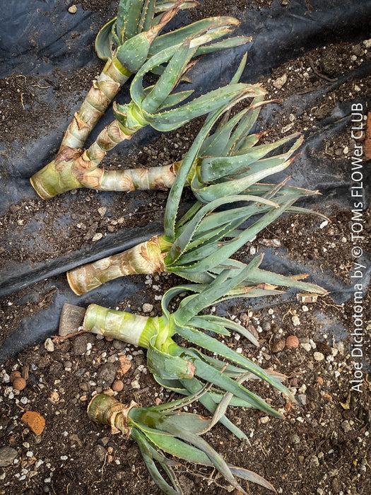 Cuttings of Aloe Dichotoma for organic propagation, Quiver Tree, organically grown succulent South African plants for sale at TOMs FLOWer CLUB.