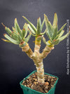 Aloe Dichotoma, Quiver Tree, organically grown succulent South African plants for sale at TOMs FLOWer CLUB.
