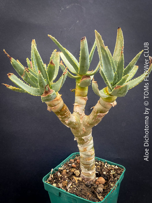 Aloe Dichotoma, Quiver Tree, organically grown succulent South African plants for sale at TOMs FLOWer CLUB.