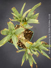 Aloe Dichotoma, Quiver Tree, organically grown succulent South African plants for sale at TOMs FLOWer CLUB.