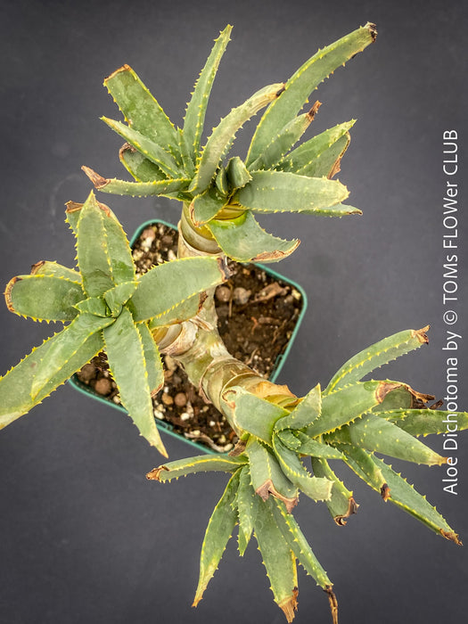 Aloe Dichotoma, Quiver Tree, organically grown succulent South African plants for sale at TOMs FLOWer CLUB.