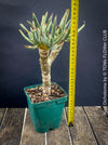 Aloe Dichotoma, Quiver Tree, organically grown succulent South African plants for sale at TOMs FLOWer CLUB.