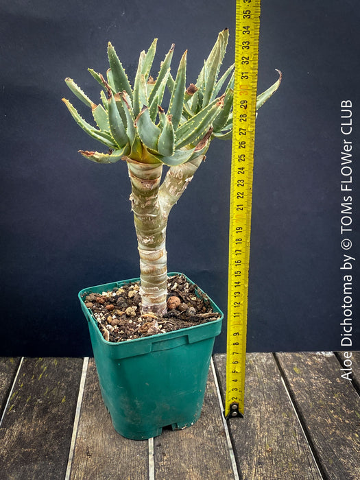 Aloe Dichotoma, Quiver Tree, organically grown succulent South African plants for sale at TOMs FLOWer CLUB.