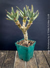 Aloe Dichotoma, Quiver Tree, organically grown succulent South African plants for sale at TOMs FLOWer CLUB.