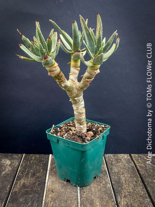 Aloe Dichotoma, Quiver Tree, organically grown succulent South African plants for sale at TOMs FLOWer CLUB.