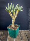 Aloe Dichotoma, Quiver Tree, organically grown succulent South African plants for sale at TOMs FLOWer CLUB.