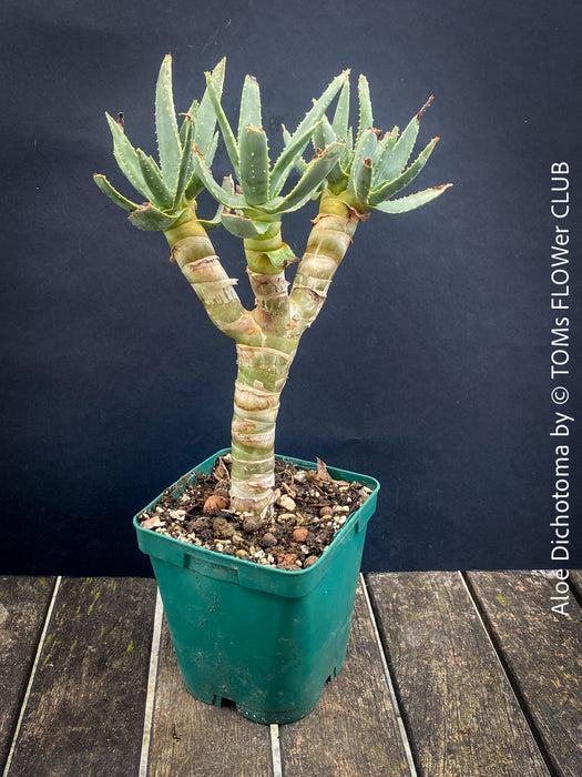Aloe Dichotoma, Quiver Tree, organically grown succulent South African plants for sale at TOMs FLOWer CLUB.