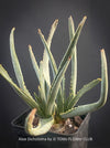 A potted Aloe Dichotoma succulent plant with long, fleshy, light green leaves, shown in a black plastic nursery pot against a dark gray background. Text at the bottom reads 'Aloe Dichotoma by © TOMs FLOWER CLUB'.