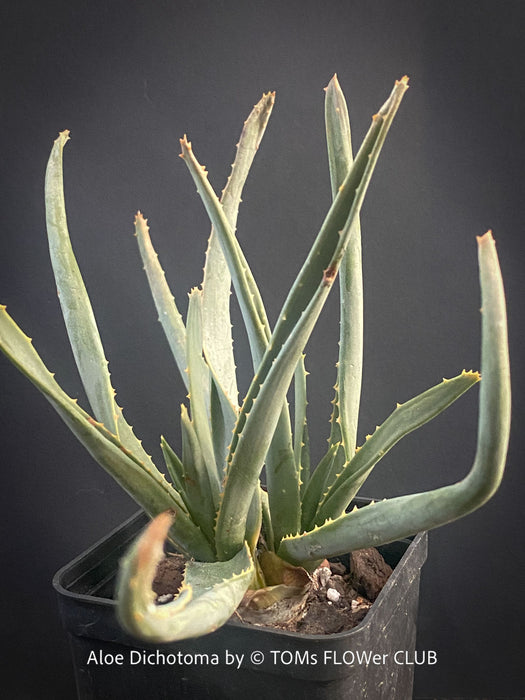A potted Aloe Dichotoma succulent plant with long, fleshy, light green leaves, shown in a black plastic nursery pot against a dark gray background. Text at the bottom reads 'Aloe Dichotoma by © TOMs FLOWER CLUB'.