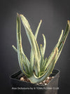 A potted Aloe Dichotoma succulent plant with upright, fleshy green leaves, shown in a black plastic nursery pot against a dark gray background. Text at the bottom reads 'Aloe Dichotoma by © TOMS FLOWER CLUB'.