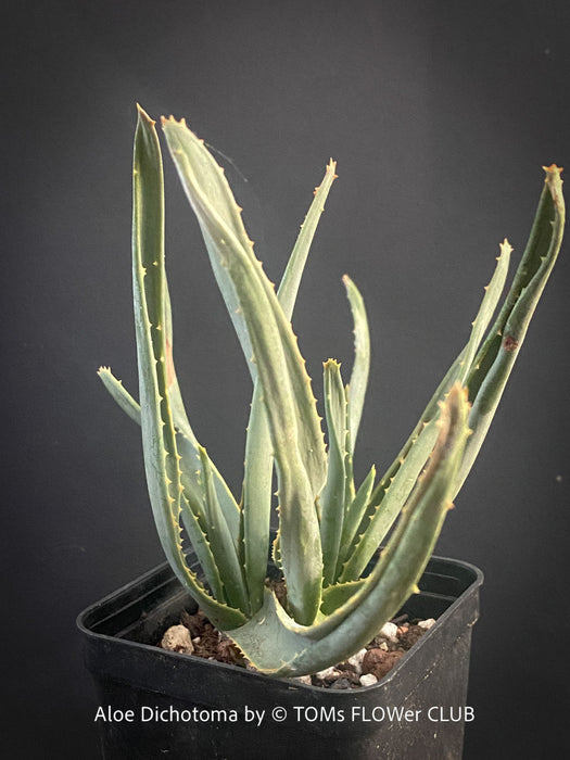 A potted Aloe Dichotoma succulent plant with upright, fleshy green leaves, shown in a black plastic nursery pot against a dark gray background. Text at the bottom reads 'Aloe Dichotoma by © TOMS FLOWER CLUB'.