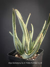 Aloe Dichotoma from organic propagation, Quiver Tree, organically grown succulent South African plants for sale at TOMs FLOWer CLUB.