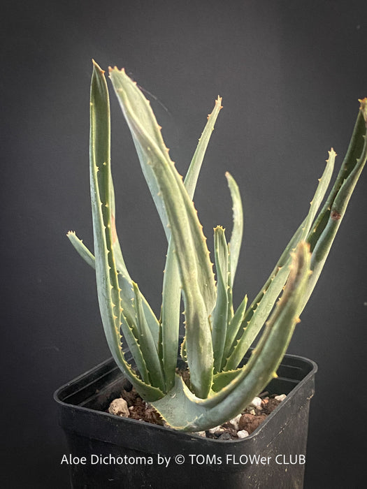 Aloe Dichotoma from organic propagation, Quiver Tree, organically grown succulent South African plants for sale at TOMs FLOWer CLUB.