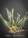 Aloe Dichotoma from organic propagation, Quiver Tree, organically grown succulent South African plants for sale at TOMs FLOWer CLUB.