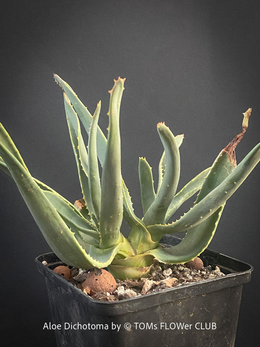 Aloe Dichotoma from organic propagation, Quiver Tree, organically grown succulent South African plants for sale at TOMs FLOWer CLUB.