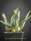 Aloe Dichotoma from organic propagation, Quiver Tree, organically grown succulent South African plants for sale at TOMs FLOWer CLUB.