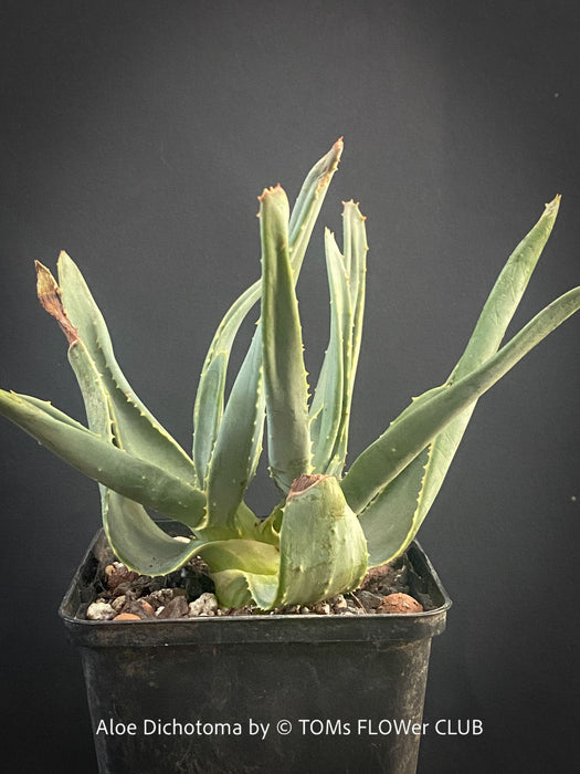 Aloe Dichotoma from organic propagation, Quiver Tree, organically grown succulent South African plants for sale at TOMs FLOWer CLUB.