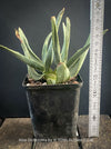 Aloe Dichotoma from organic propagation, Quiver Tree, organically grown succulent South African plants for sale at TOMs FLOWer CLUB.