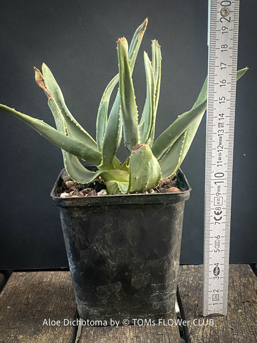 Aloe Dichotoma from organic propagation, Quiver Tree, organically grown succulent South African plants for sale at TOMs FLOWer CLUB.
