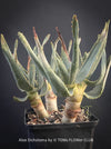 Aloe Dichotoma from organic propagation, Quiver Tree, organically grown succulent South African plants for sale at TOMs FLOWer CLUB.