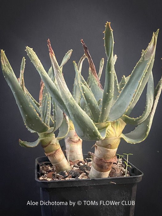 Aloe Dichotoma from organic propagation, Quiver Tree, organically grown succulent South African plants for sale at TOMs FLOWer CLUB.