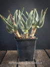 Aloe Dichotoma from organic propagation, Quiver Tree, organically grown succulent South African plants for sale at TOMs FLOWer CLUB.