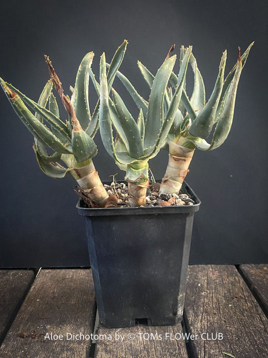Aloe Dichotoma from organic propagation, Quiver Tree, organically grown succulent South African plants for sale at TOMs FLOWer CLUB.