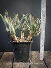 Aloe Dichotoma from organic propagation, Quiver Tree, organically grown succulent South African plants for sale at TOMs FLOWer CLUB.