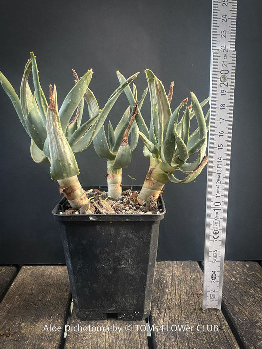 Aloe Dichotoma from organic propagation, Quiver Tree, organically grown succulent South African plants for sale at TOMs FLOWer CLUB.