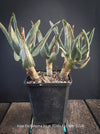Aloe Dichotoma from organic propagation, Quiver Tree, organically grown succulent South African plants for sale at TOMs FLOWer CLUB.