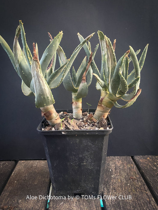 Aloe Dichotoma from organic propagation, Quiver Tree, organically grown succulent South African plants for sale at TOMs FLOWer CLUB.