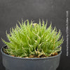 Aloe Arachnoidea, organically grown succulent plants for sale at TOMs FLOWer CLUB.