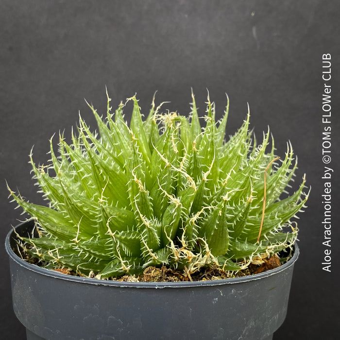 Aloe Arachnoidea, organically grown succulent plants for sale at TOMs FLOWer CLUB.