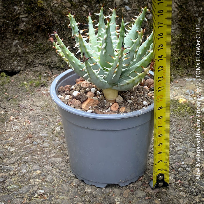 Aloe erinacea spiny aloe plant architectural succulent display for sale at TOMs FLOWer CLUB Zurich Switzerland