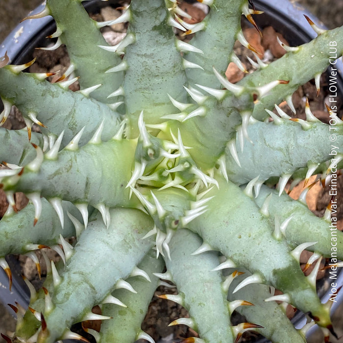Aloe melanacantha var erinacea rare spiny aloe compact rosette succulent for sale at TOMs FLOWer CLUB Zurich Switzerland