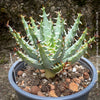 Aloe melanacantha erinacea close up dark spines architectural succulent plant for sale at TOMs FLOWer CLUB Zurich Switzerland