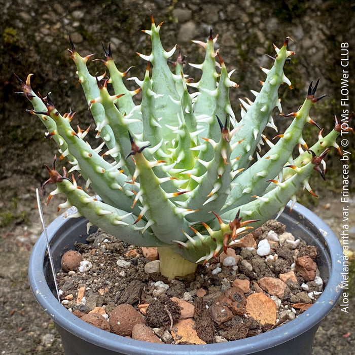 Aloe melanacantha erinacea close up dark spines architectural succulent plant for sale at TOMs FLOWer CLUB Zurich Switzerland