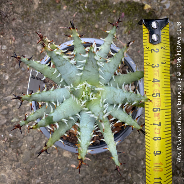 Aloe melanacantha erinacea geometric rosette rare collector succulent for sale at TOMs FLOWer CLUB Zurich Switzerland