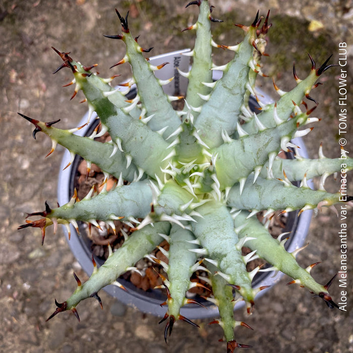 Aloe erinacea spiny aloe plant architectural succulent display for sale at TOMs FLOWer CLUB Zurich Switzerland