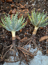 rare Aloe melanacantha var erinacea Namibian succulent collector plant for sale at TOMs FLOWer CLUB Zurich Switzerland