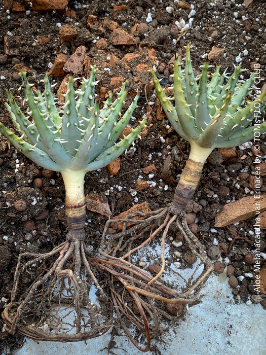 rare Aloe melanacantha var erinacea Namibian succulent collector plant for sale at TOMs FLOWer CLUB Zurich Switzerland