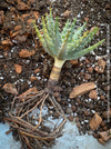 Aloe erinacea compact clustering aloe dark spines desert succulent for sale at TOMs FLOWer CLUB Zurich Switzerland