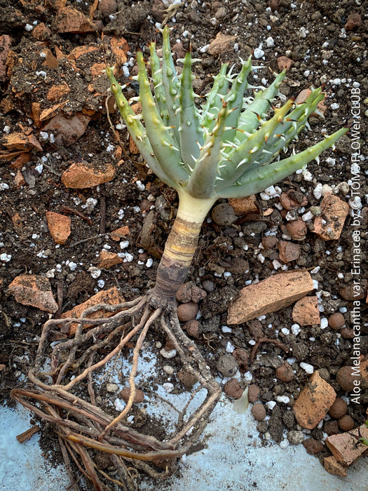 Aloe erinacea compact clustering aloe dark spines desert succulent for sale at TOMs FLOWer CLUB Zurich Switzerland