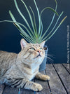 A potted Aloe Plicatilis plant with the cat, for sale at TOMs FLOWer CLUB.