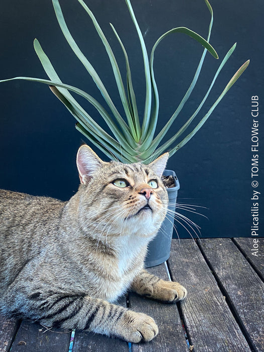 A potted Aloe Plicatilis plant with the cat, for sale at TOMs FLOWer CLUB.